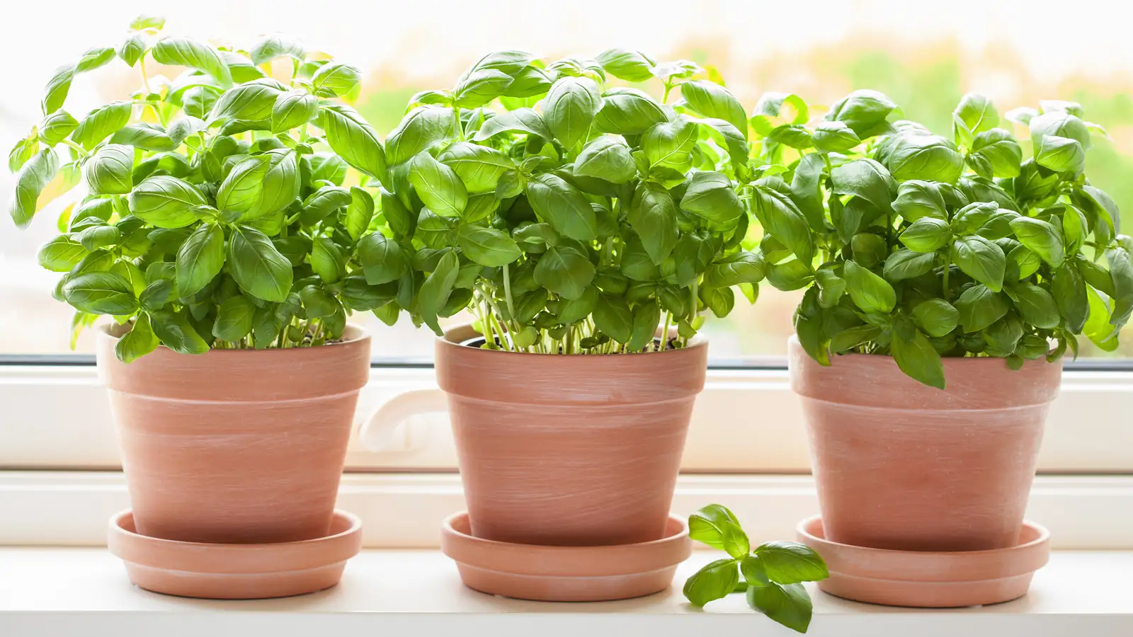 basil on sunny windowsill
