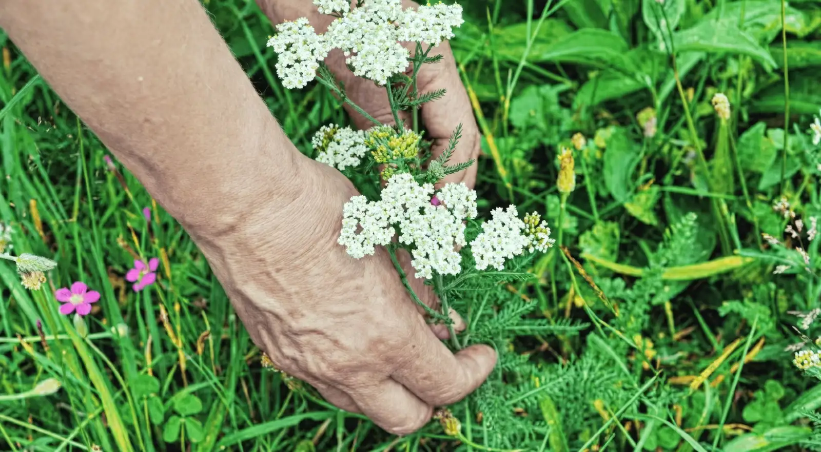 yarrow medicinal use