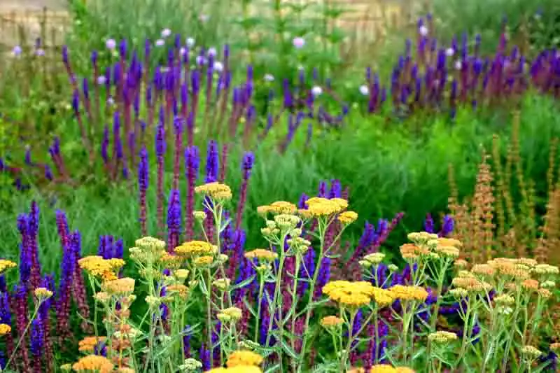 yarrow in garden