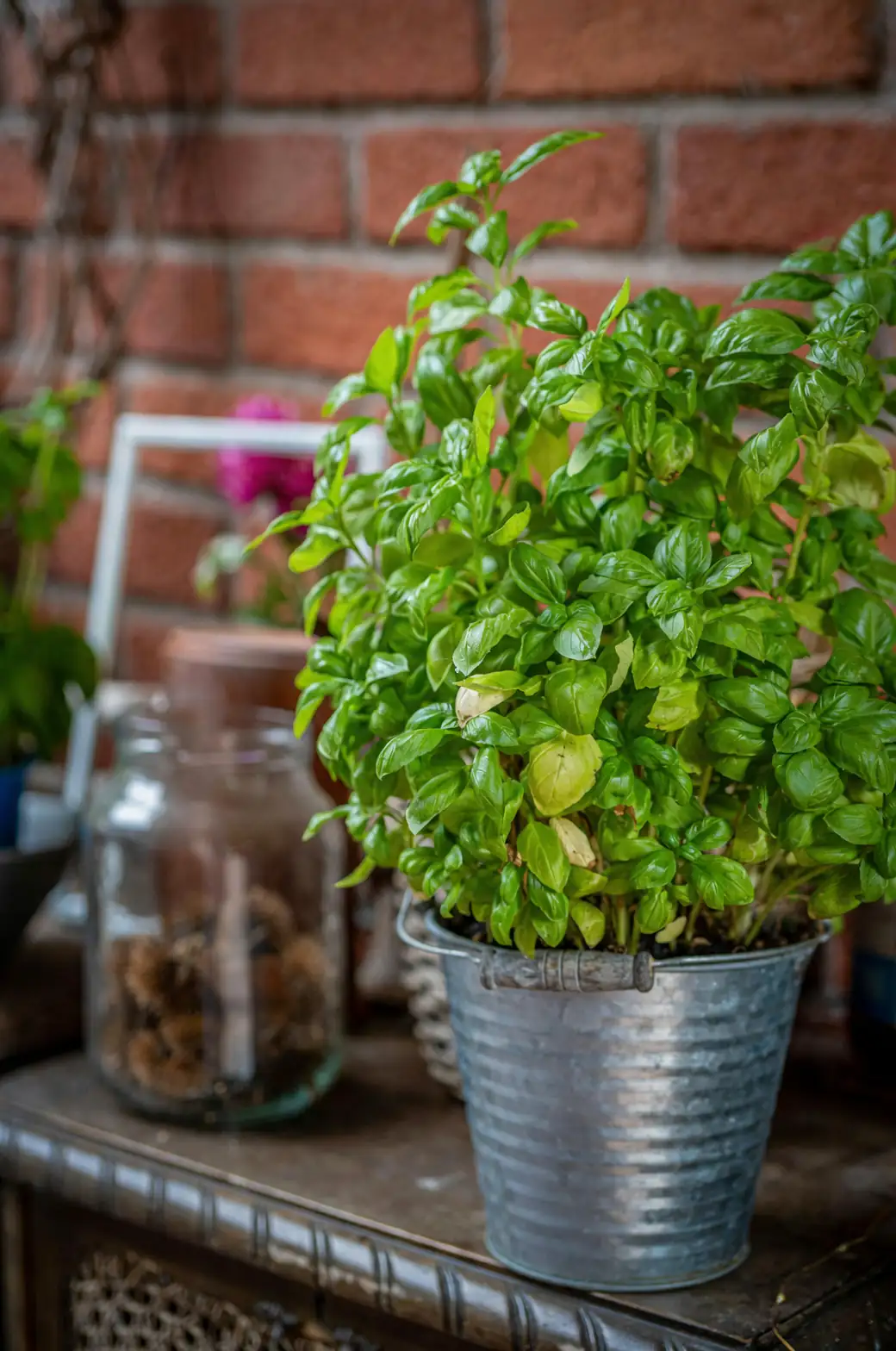 basil in kitchen decor