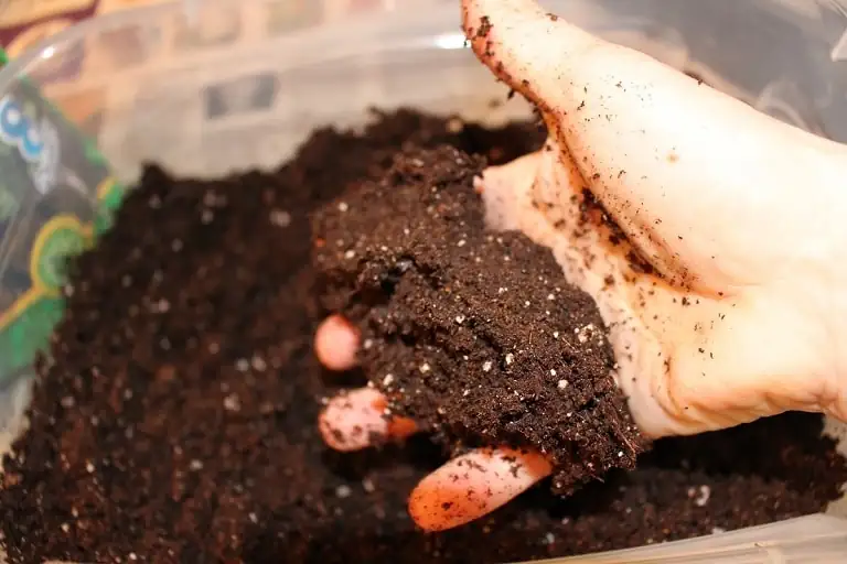 basil seeds and soil preparation