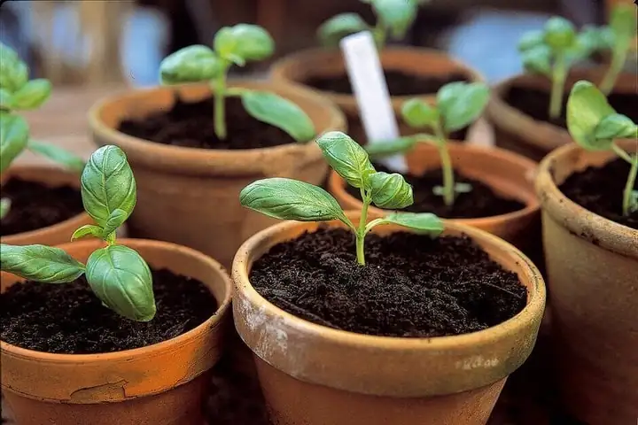 basil seedlings sprouting