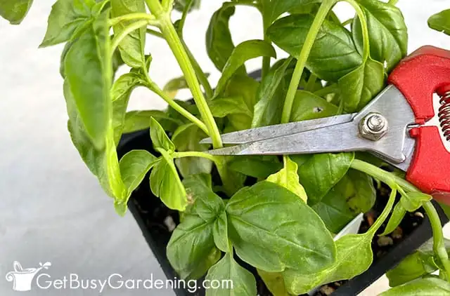 basil cutting propagation