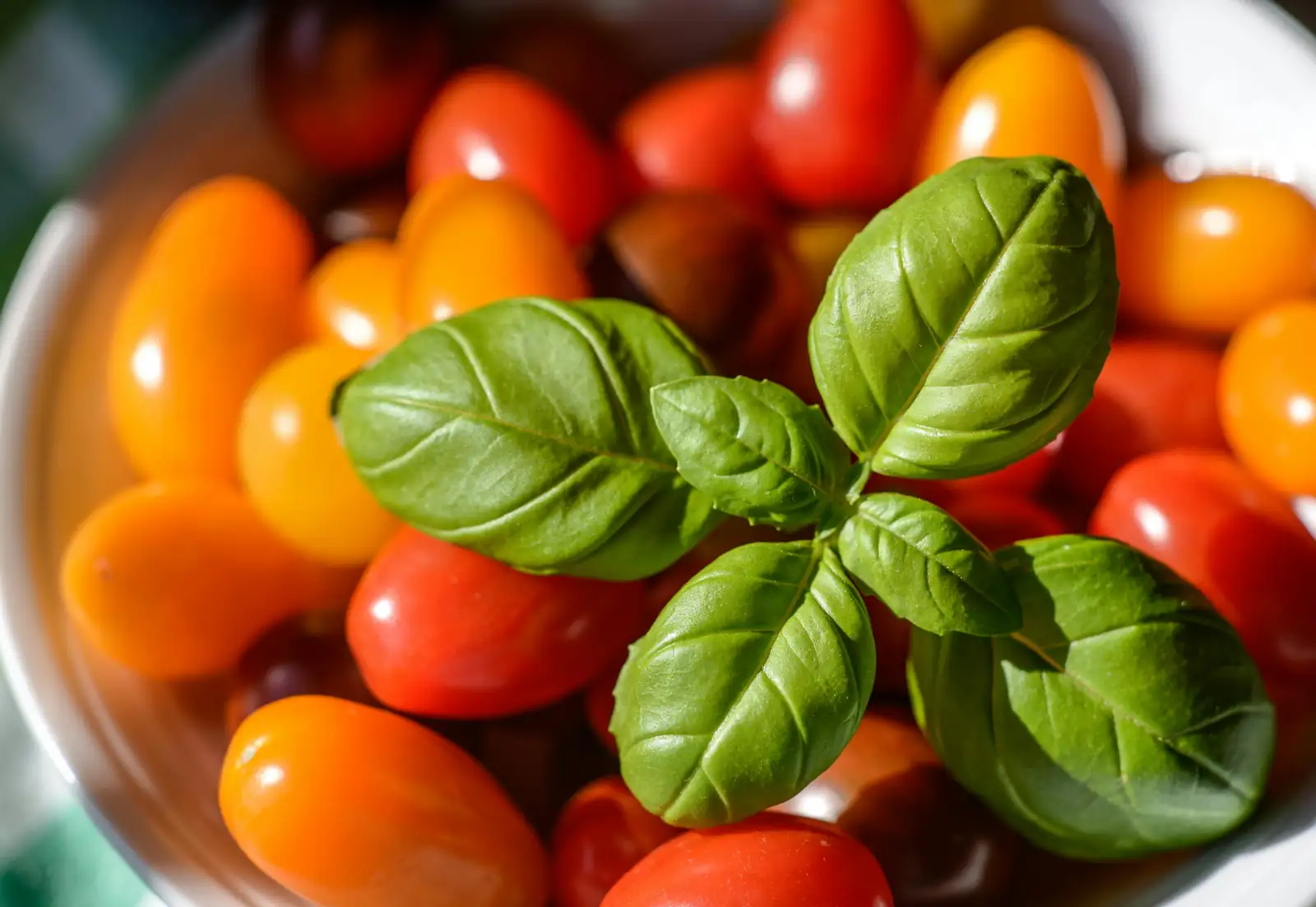 basil and tomato plants together
