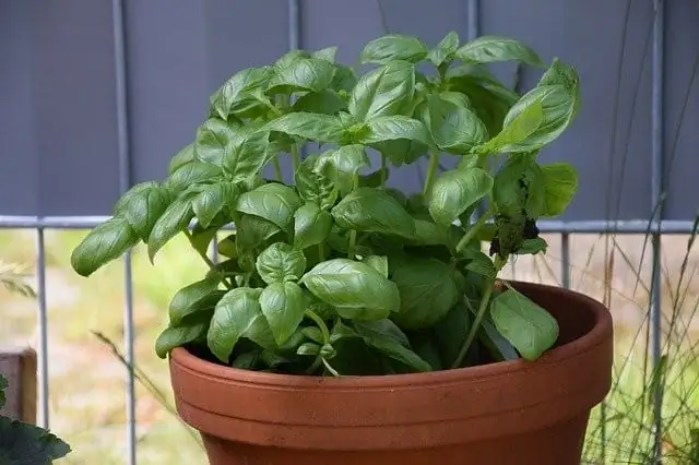basil plant sunlight