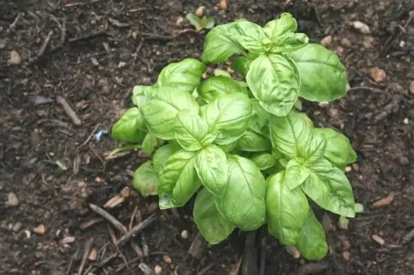 basil soil preparation