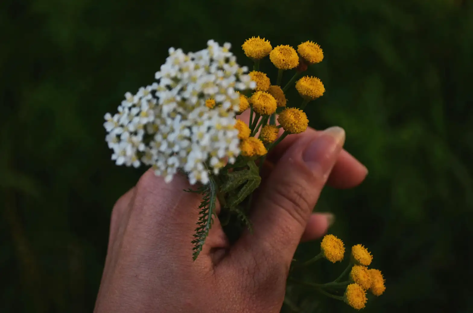 Achilles using yarrow for healing
