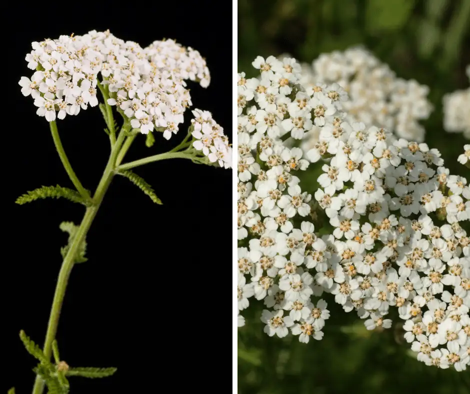 yarrow as charm against evil