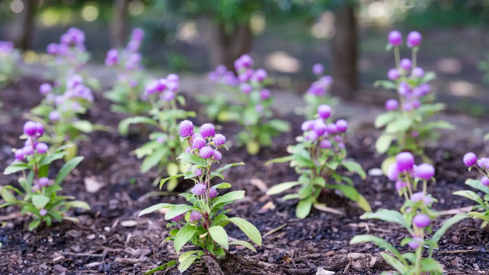 watering gomphrena plant
