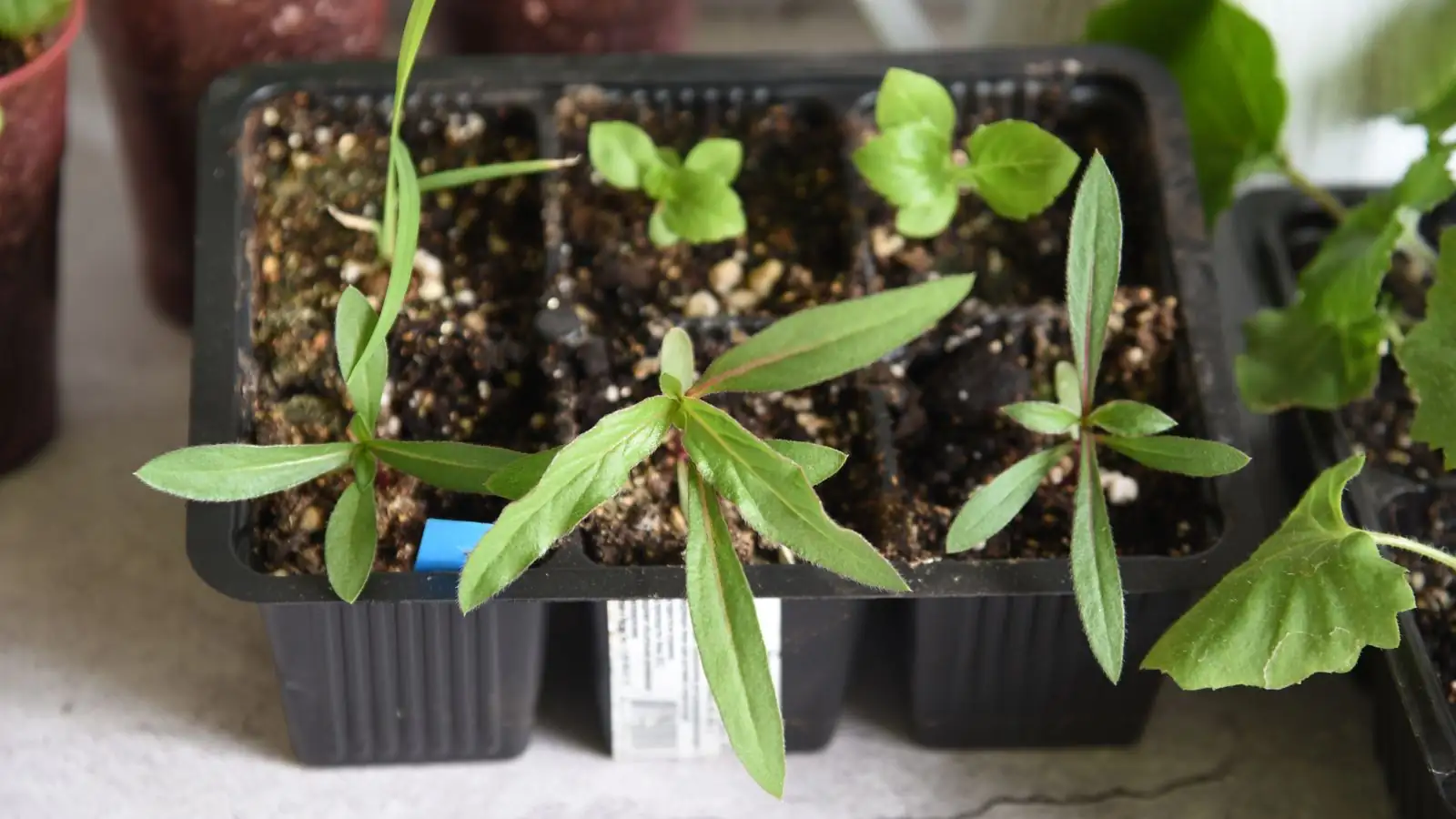 gomphrena seedling indoors