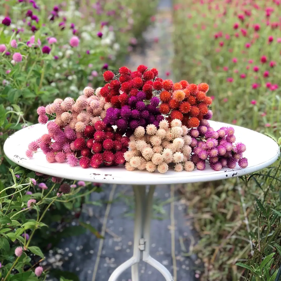 harvesting gomphrena flowers