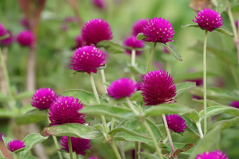 globe amaranth seedling close-up