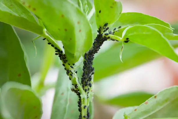 globe amaranth aphid infestation