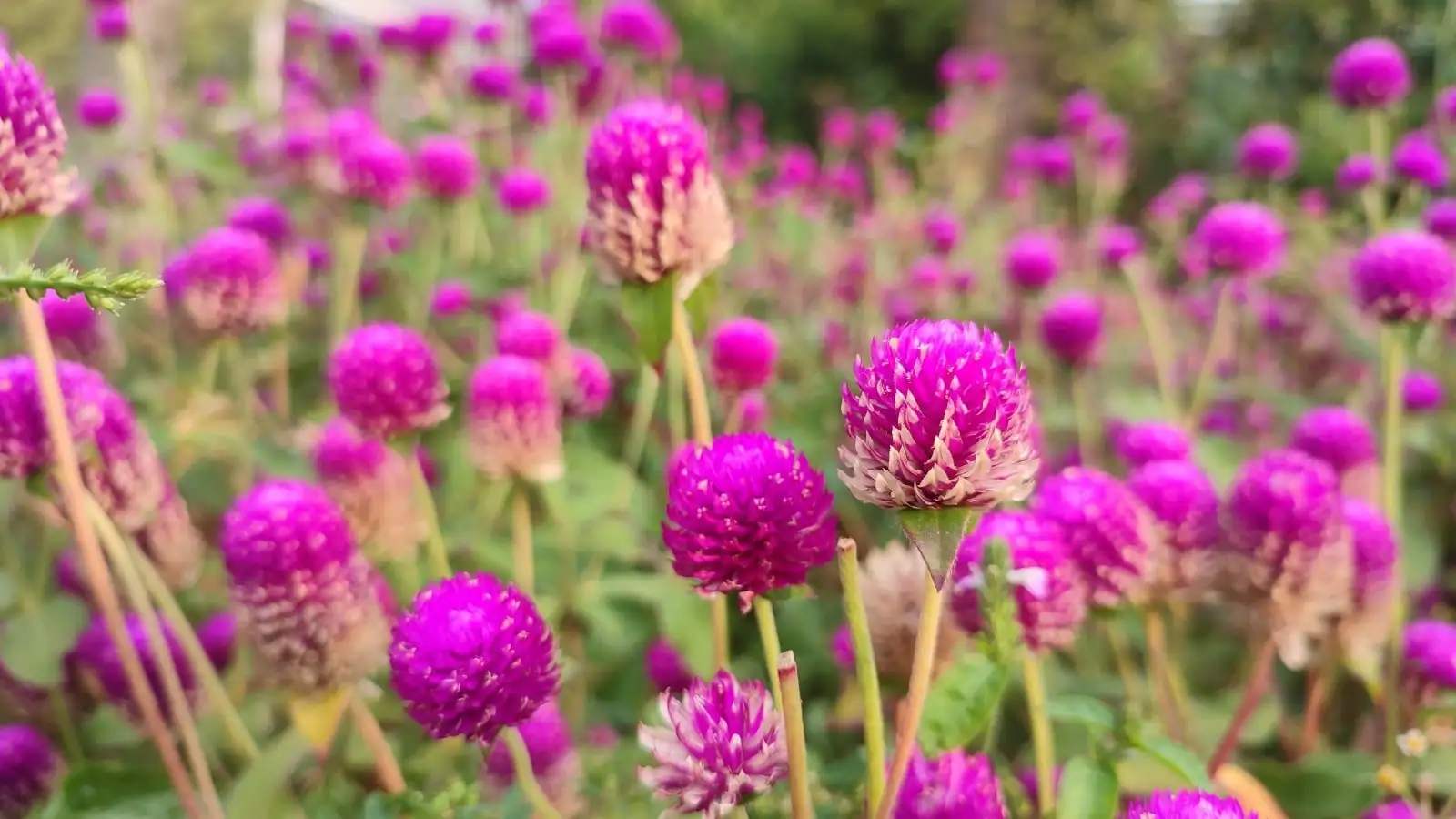 globe amaranth European garden
