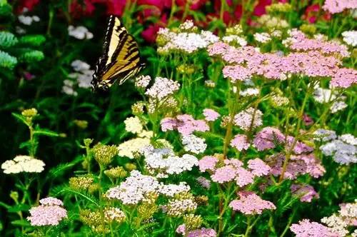 yarrow in butterfly garden