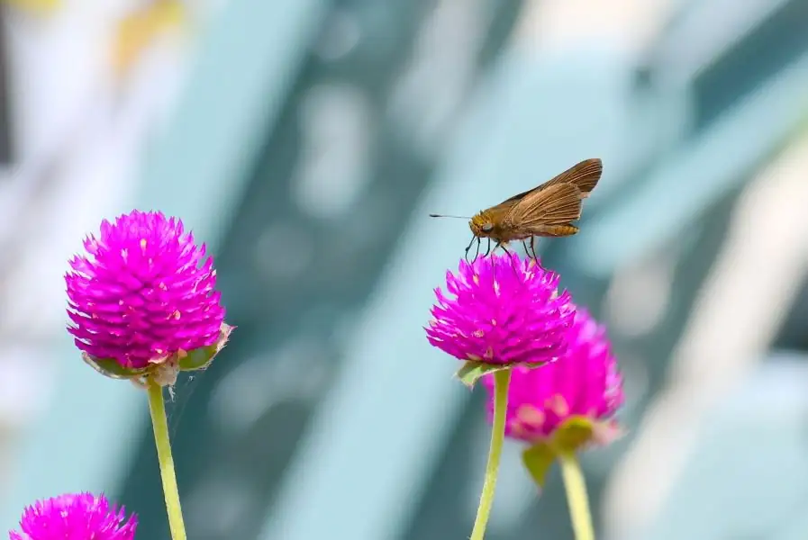 globe amaranth historical garden