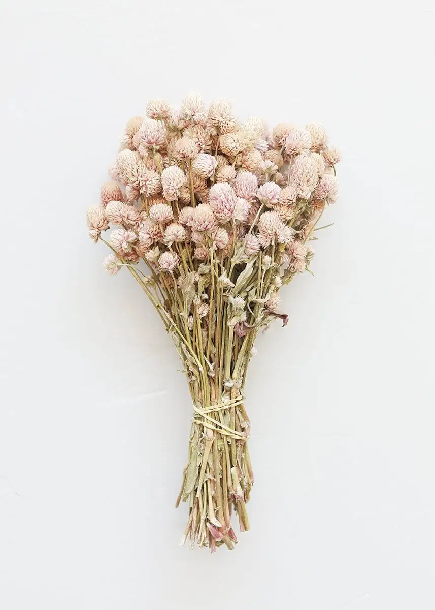 globe amaranth dried flowers