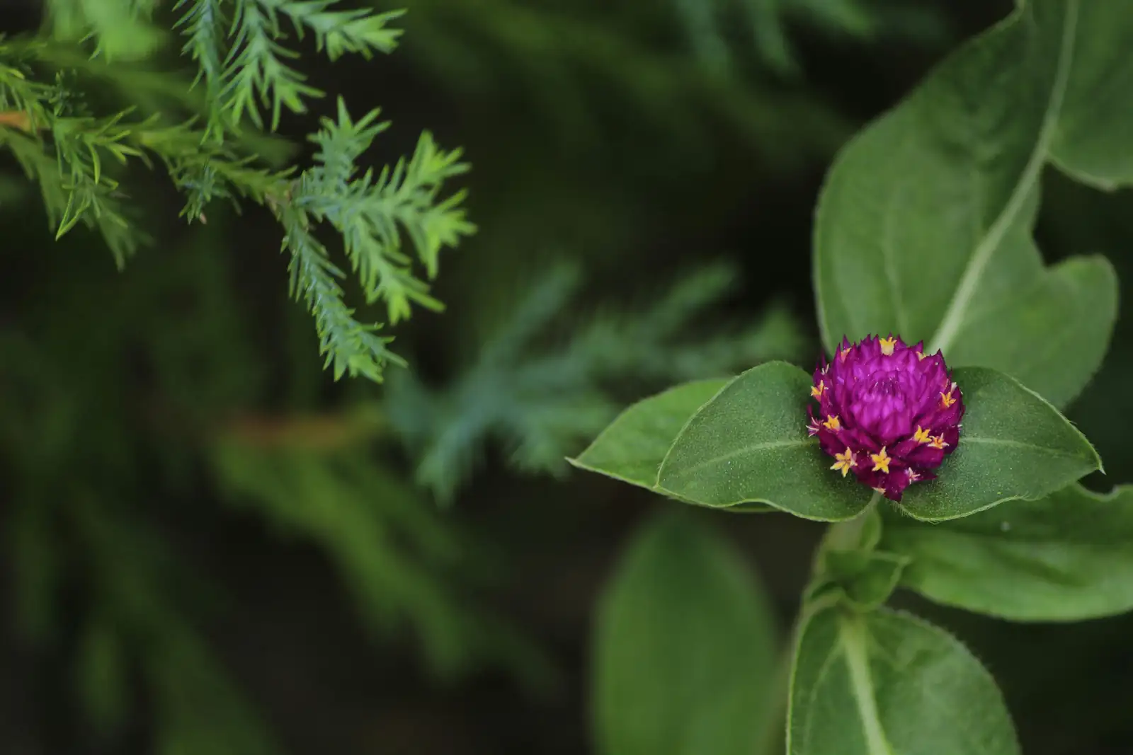 globe amaranth plant care in garden