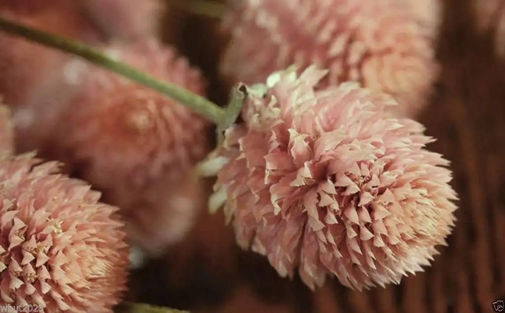 globe amaranth drying process