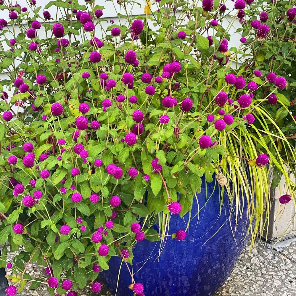 globe amaranth pot cultivation