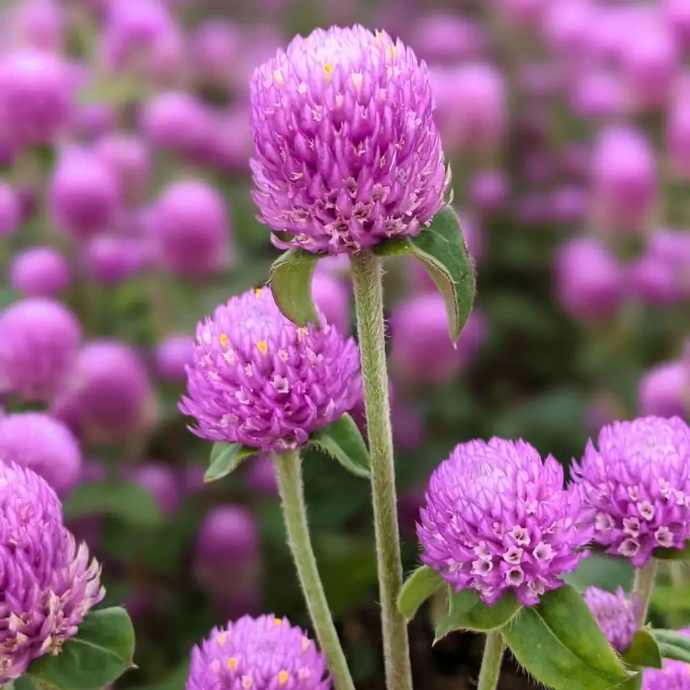 globe amaranth cultural festival