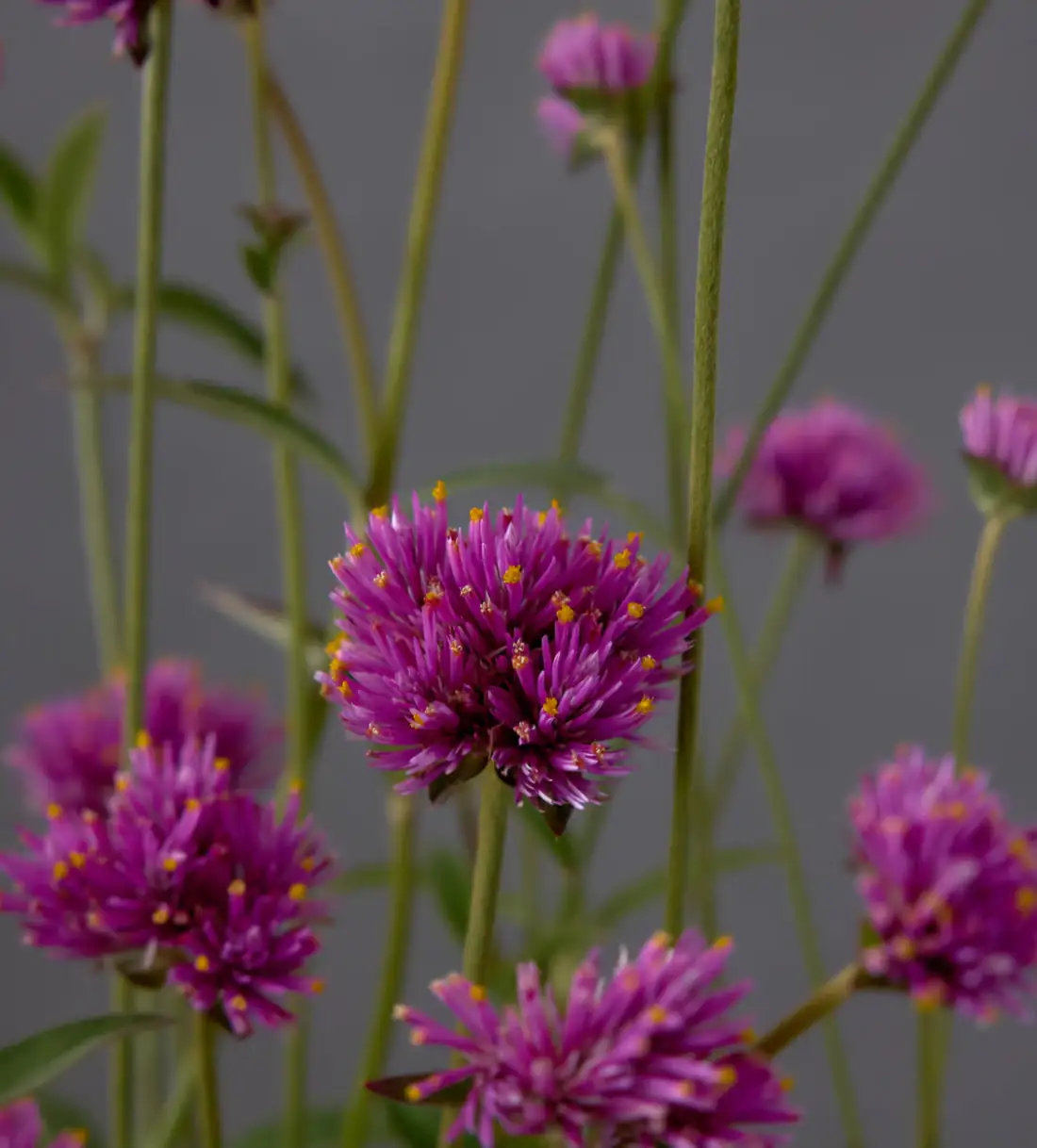 gomphrena bouquet preparation