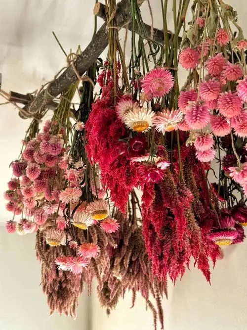 hanging gomphrena drying process