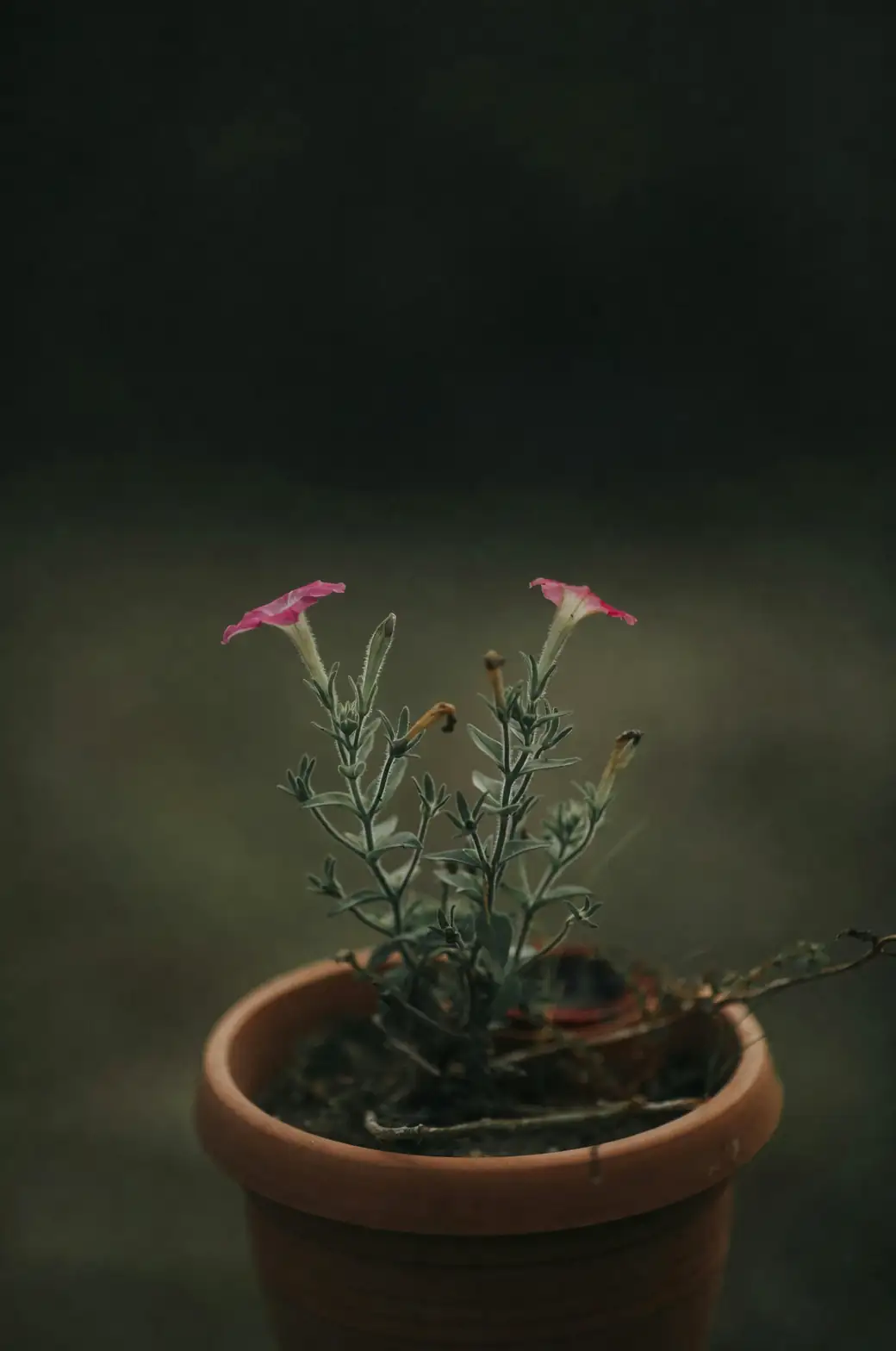 yarrow in indoor pot low light