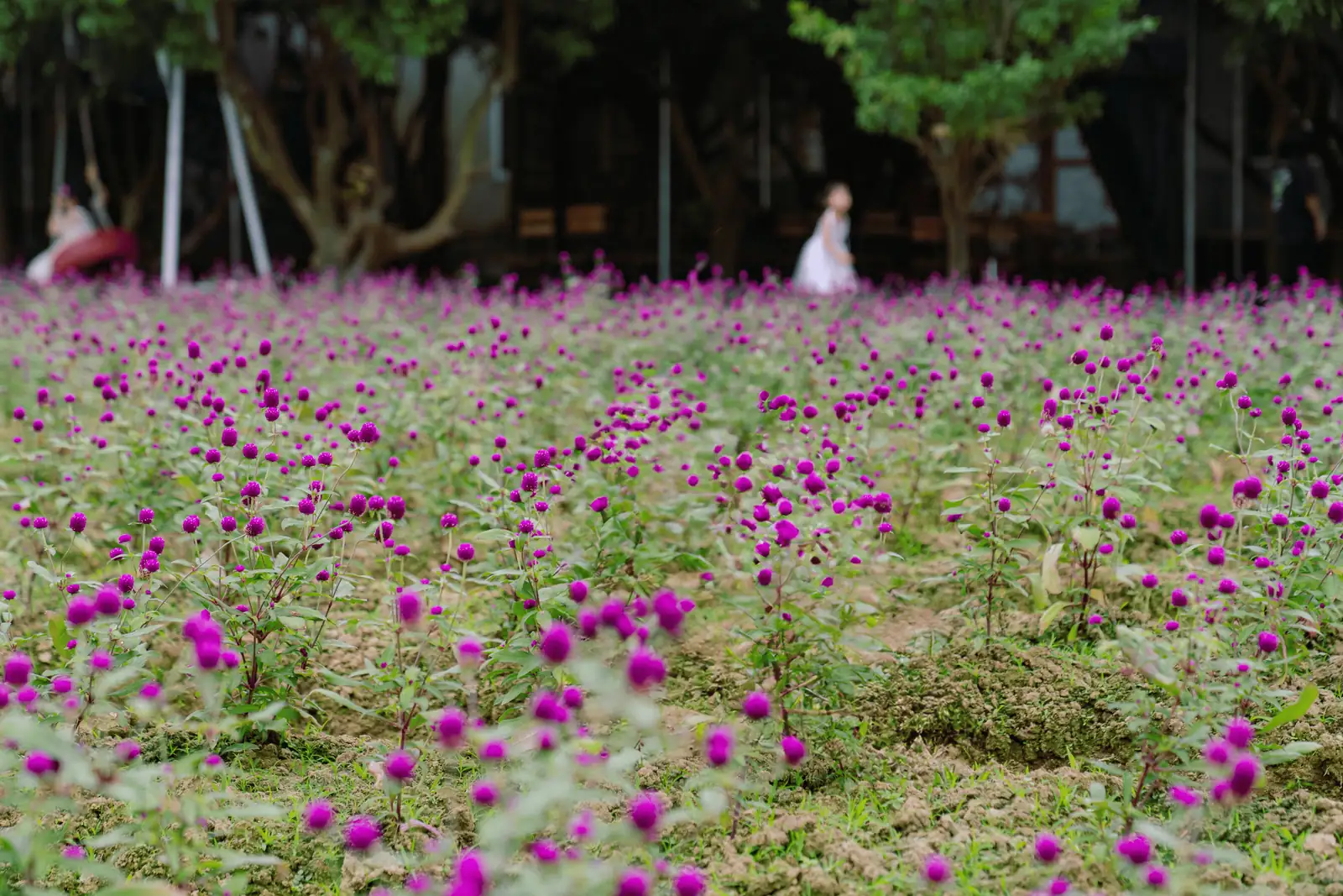 layered garden with globe amaranth