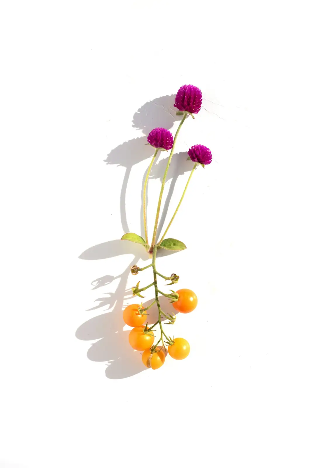 globe amaranth with salvia calendula