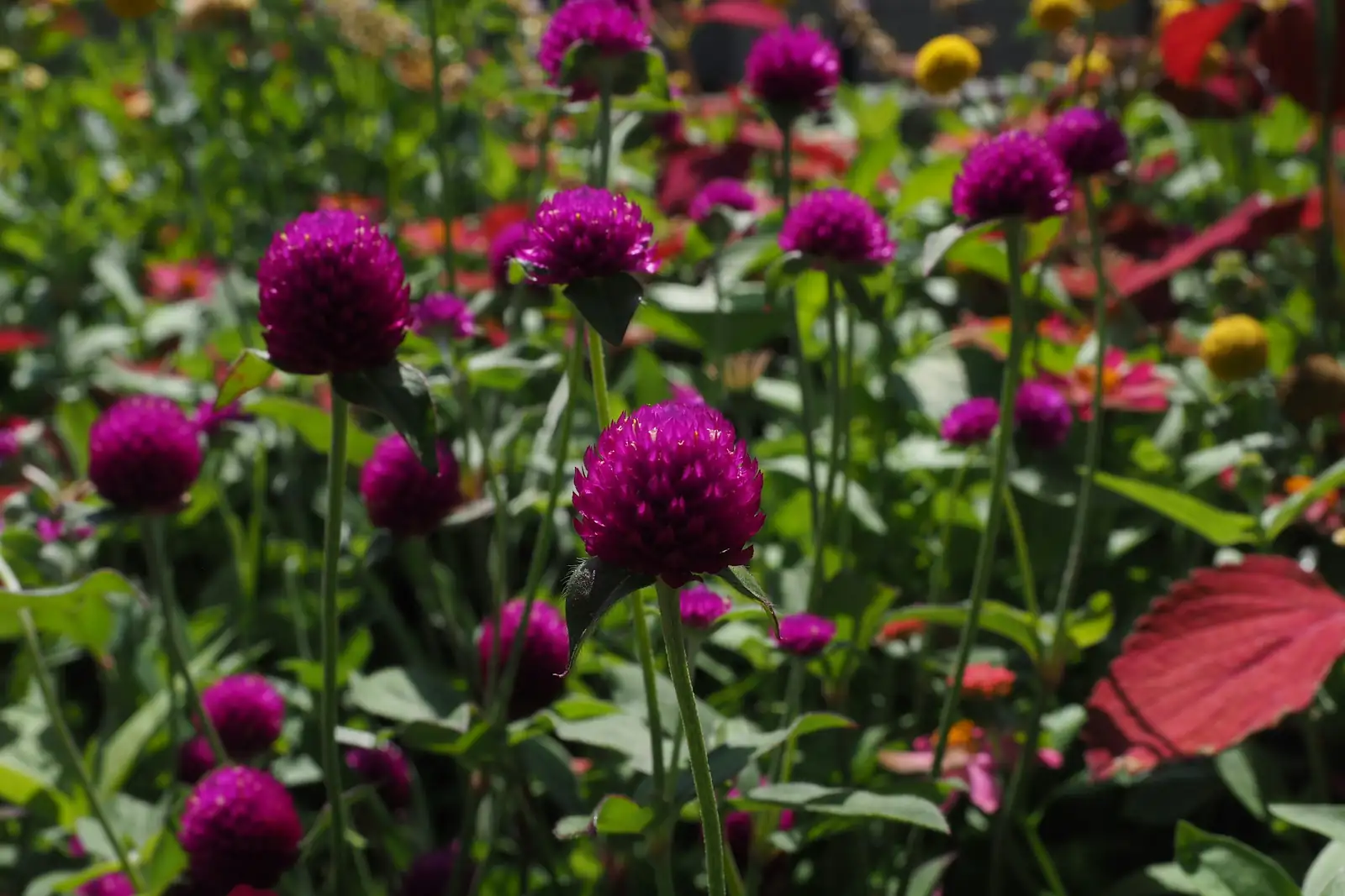 globe amaranth with succulents lavender