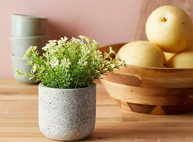 pruning yarrow plant indoors