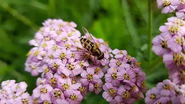 yarrow plant division