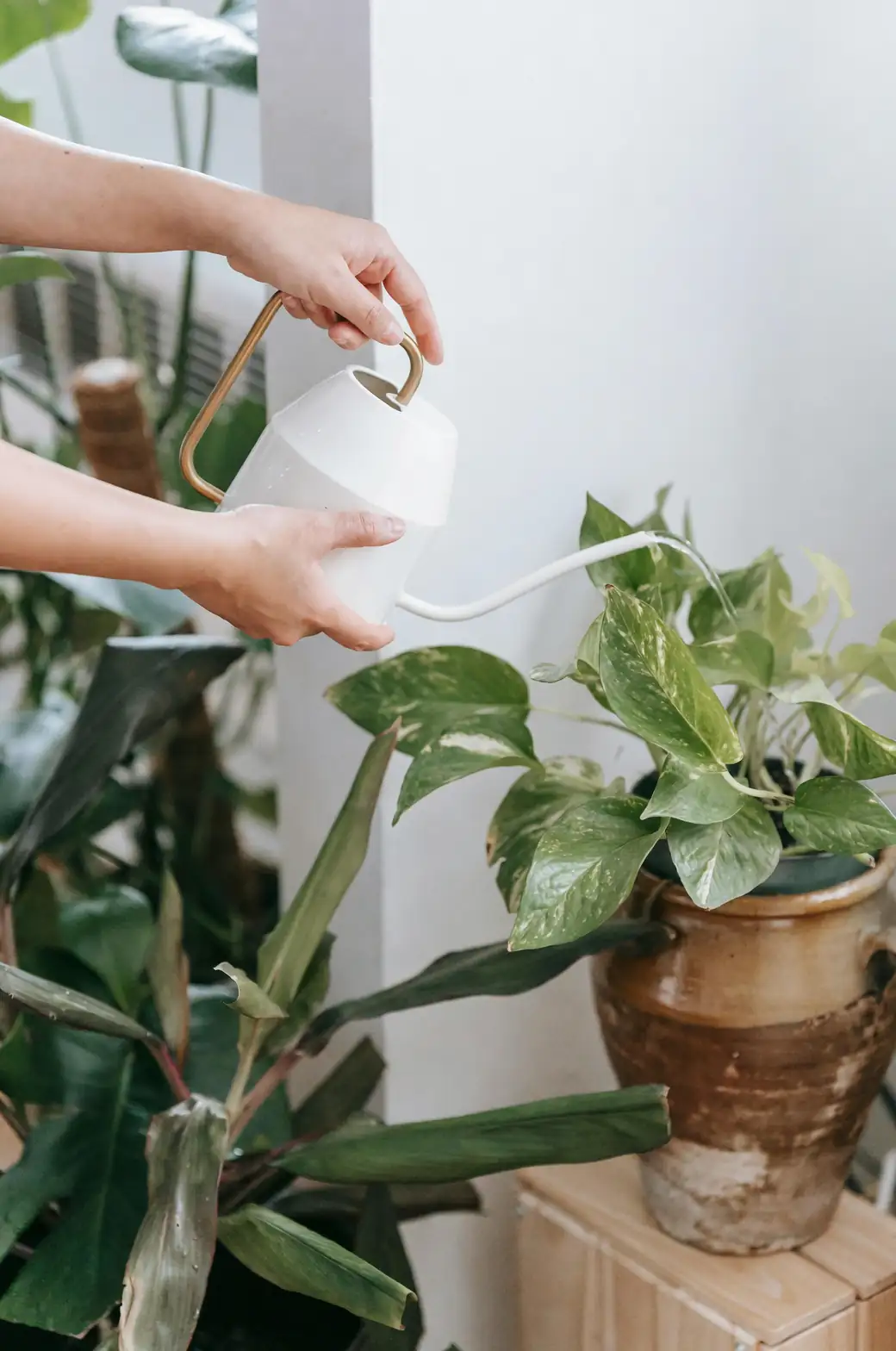 oleander watering hands