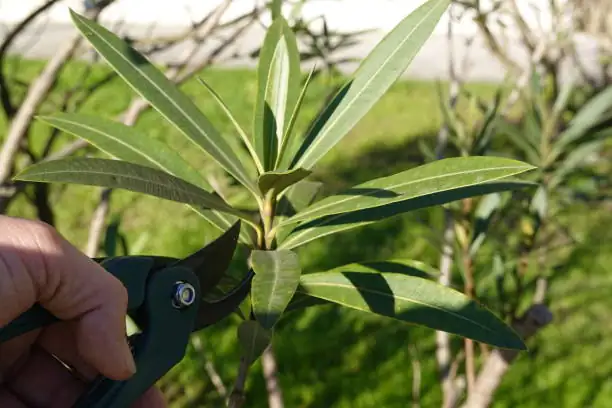 oleander pruning shears