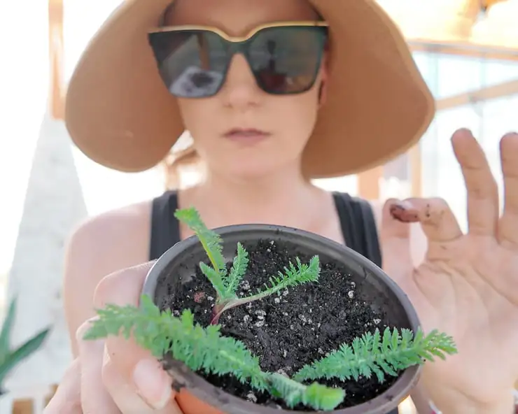 yarrow cutting propagation