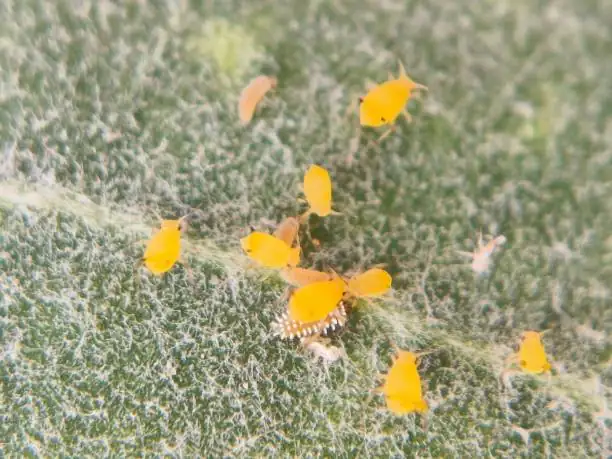 夹竹桃的敌人：如何击退常见害虫？