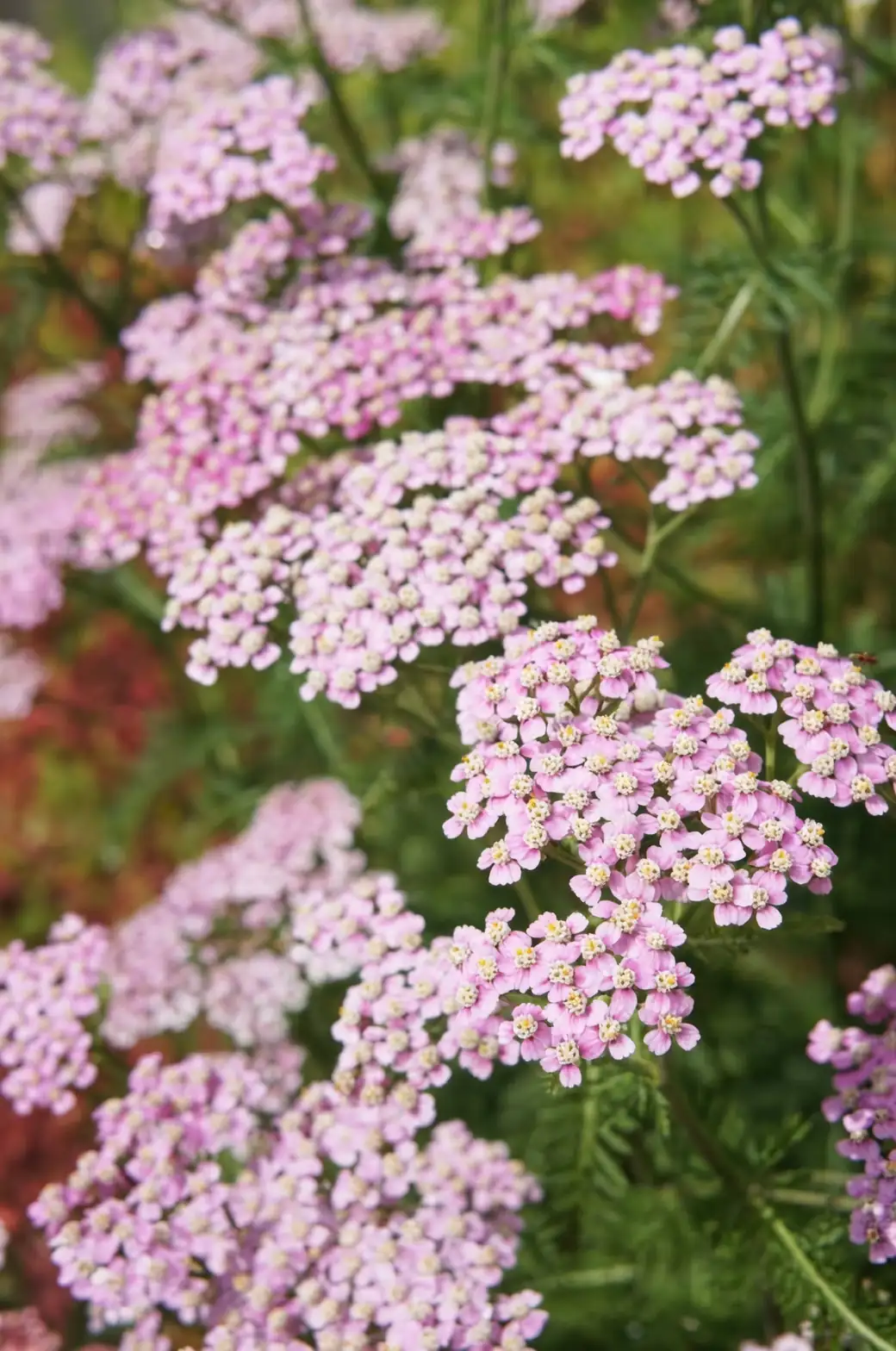 yarrow flowers in garden