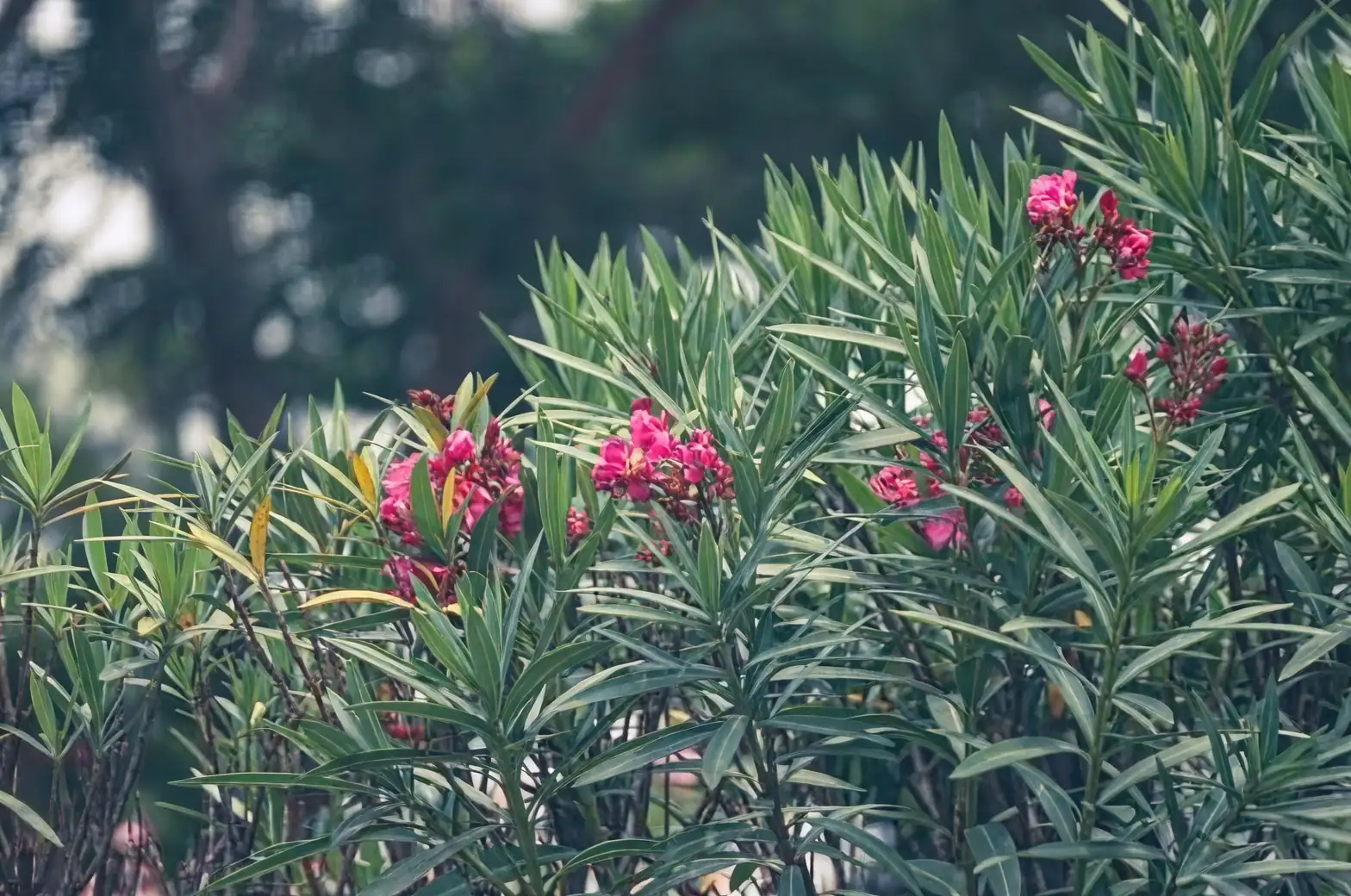 oleander along Silk Road