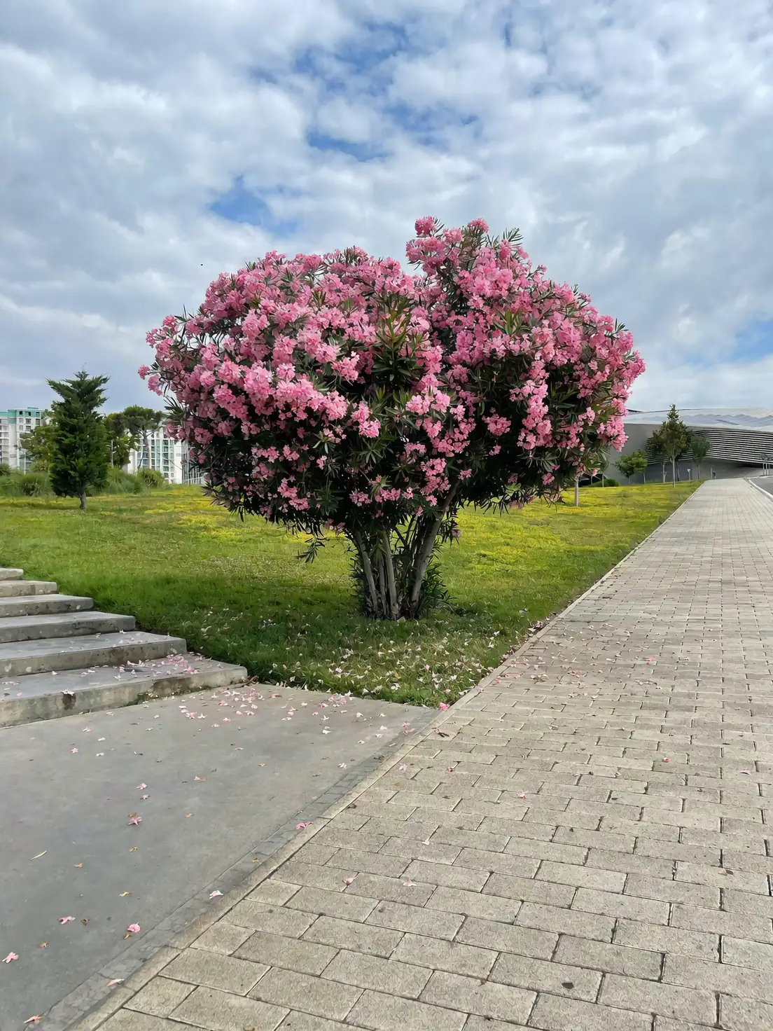 oleander in urban park