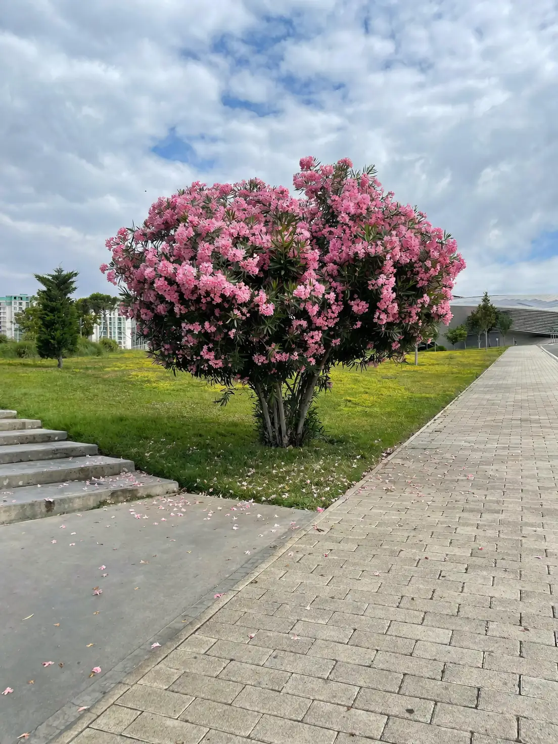 oleander urban pollution