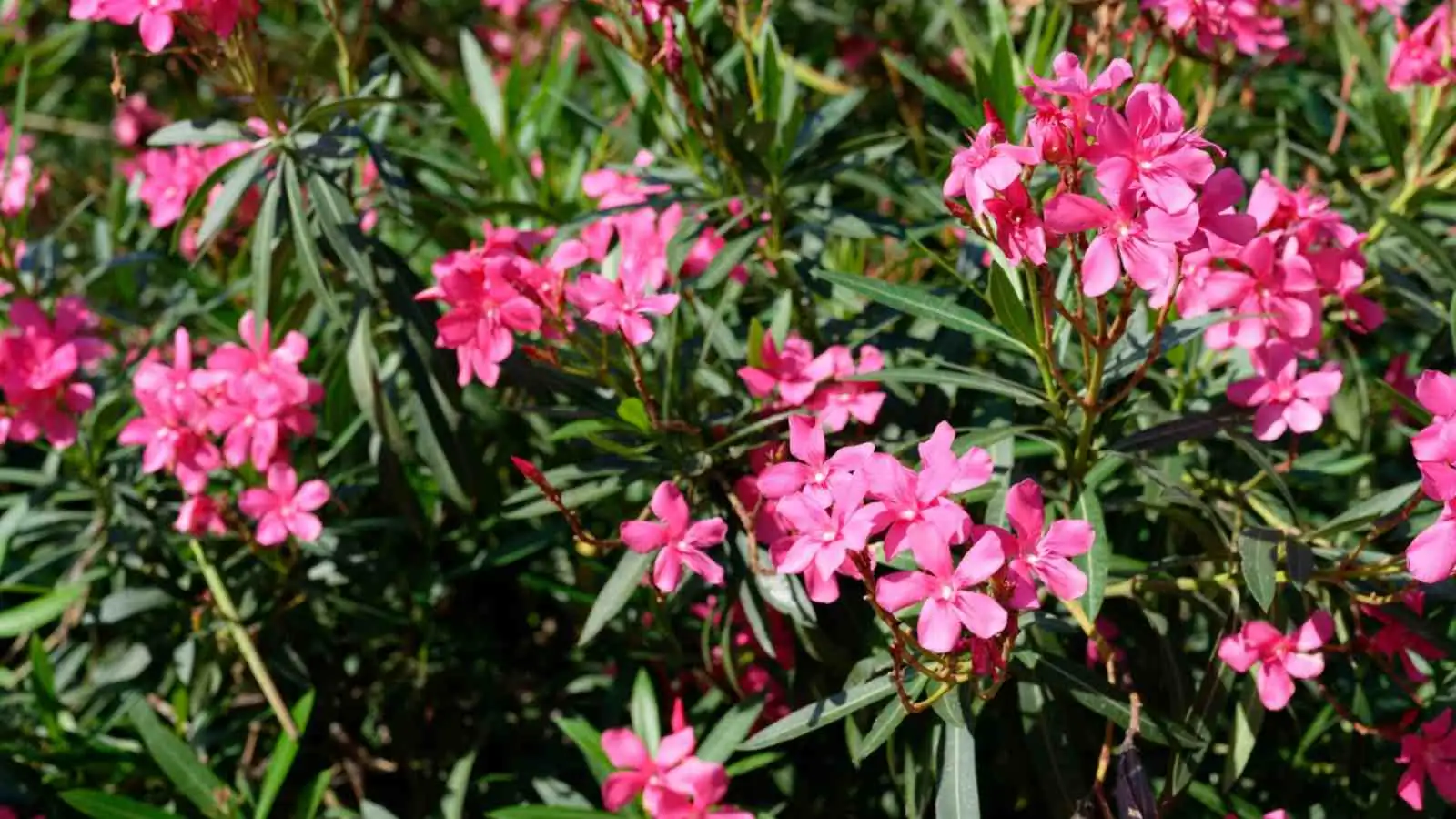 oleander blooming sunlight