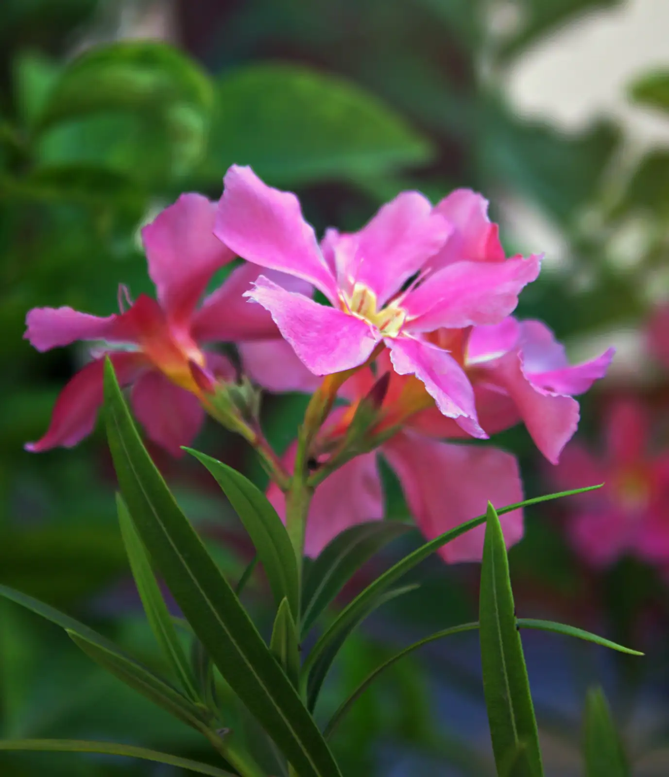 斑斓夹竹桃：花语里的美与危险