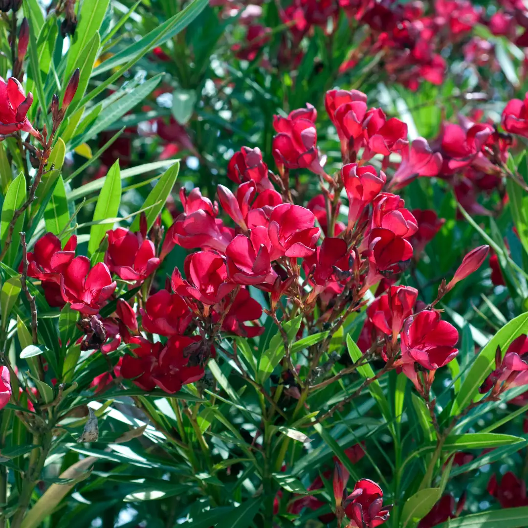 red oleander in garden