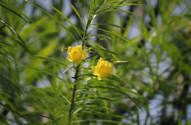 yellow oleander flowers