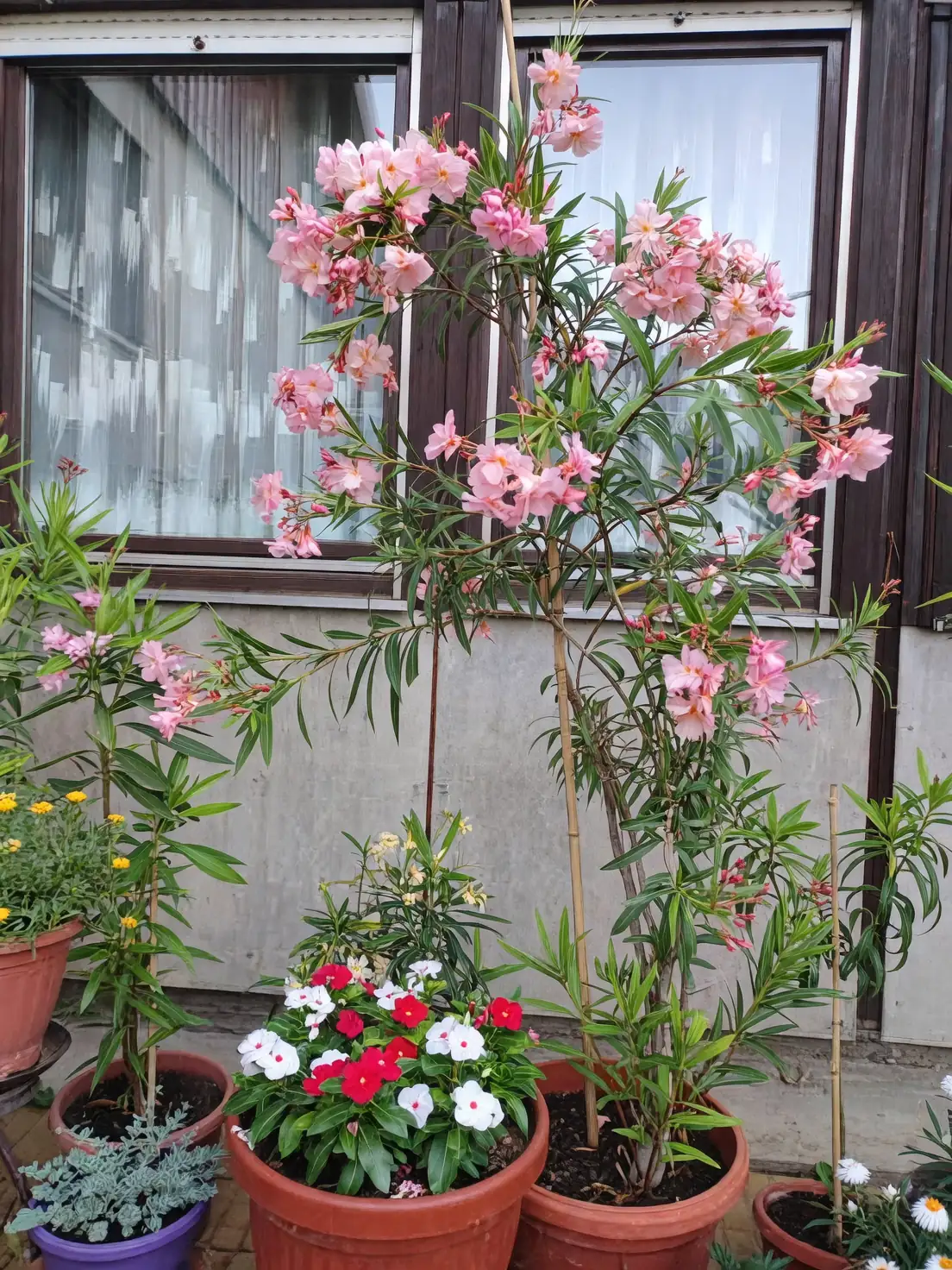 oleander in urban landscaping