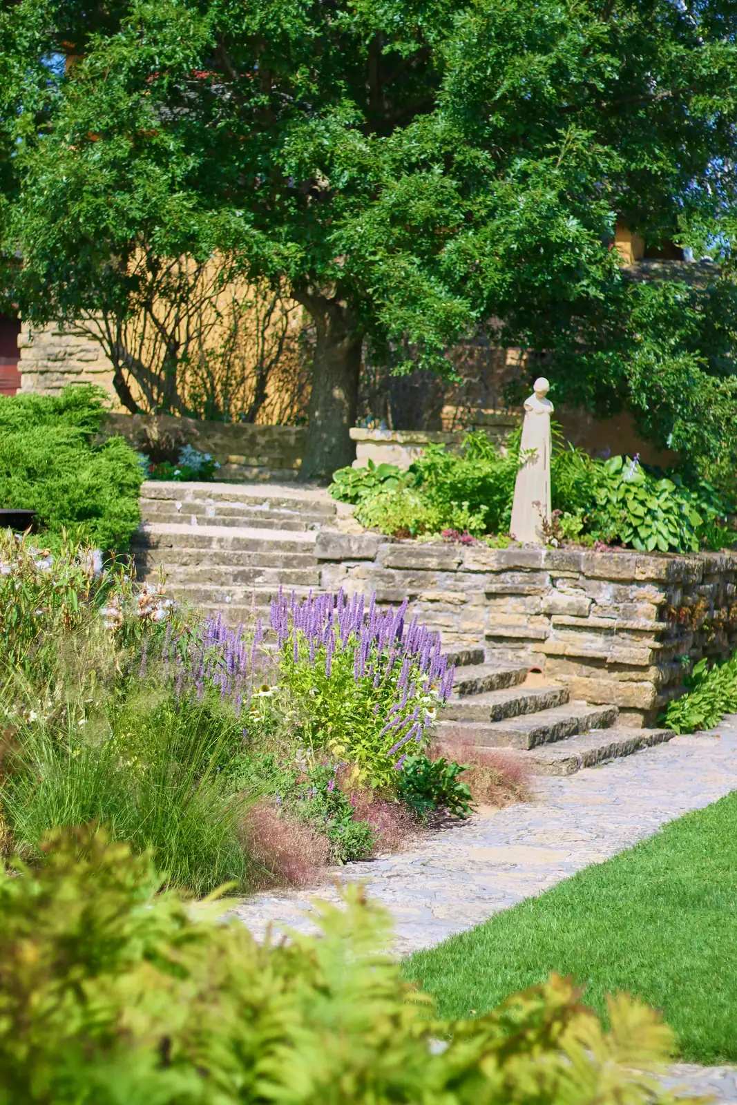 yarrow with lavender and sage in garden