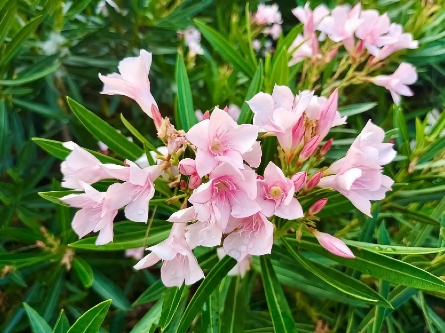 夹竹桃在室内设计中的惊艳表现