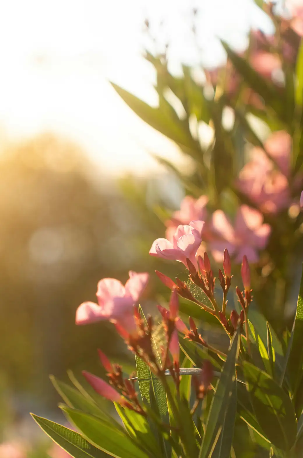 oleander on sunny windowsill