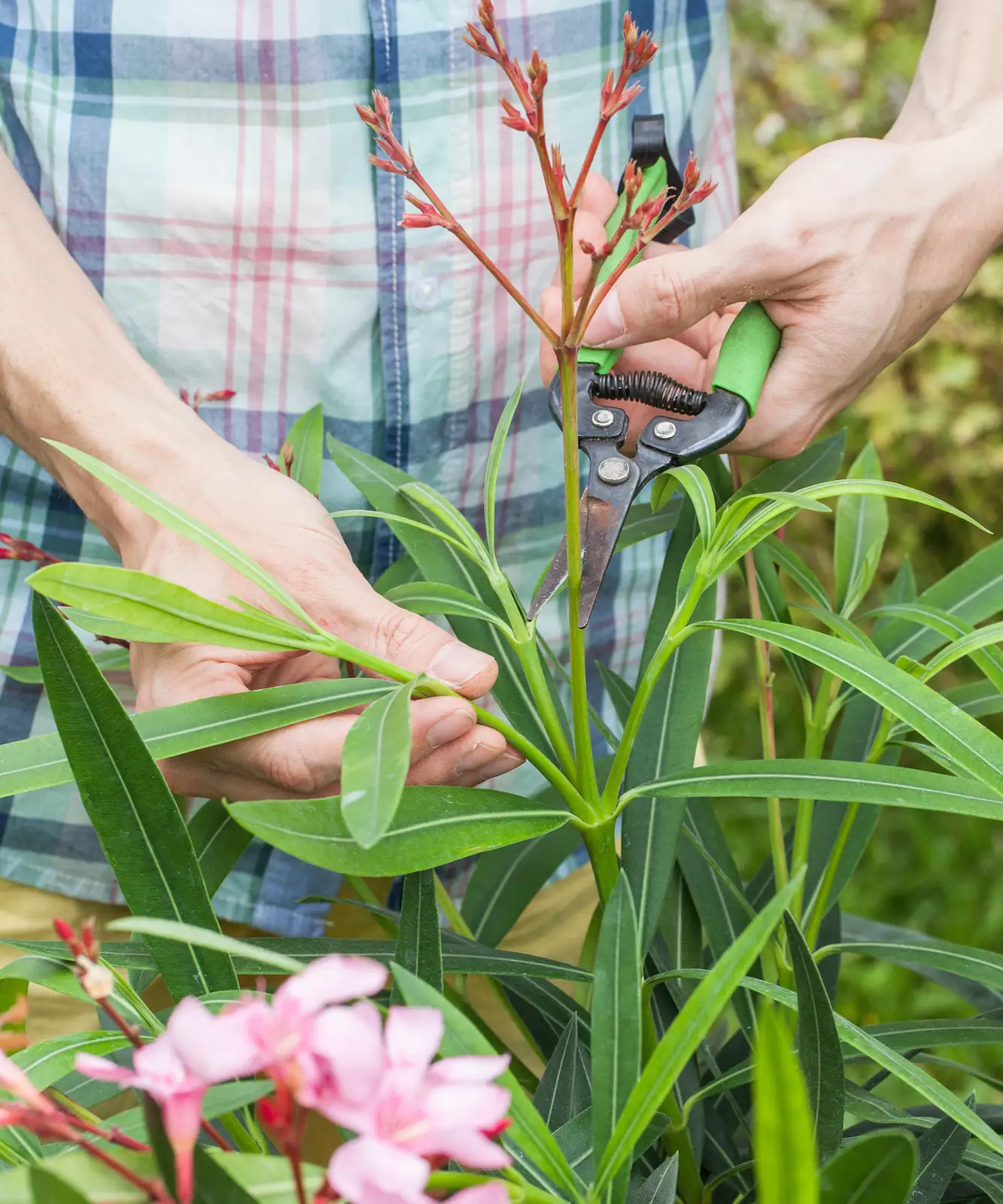 pruning oleander plant